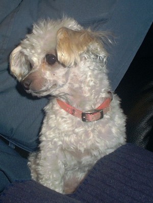 Tina
              the Toy Poodle